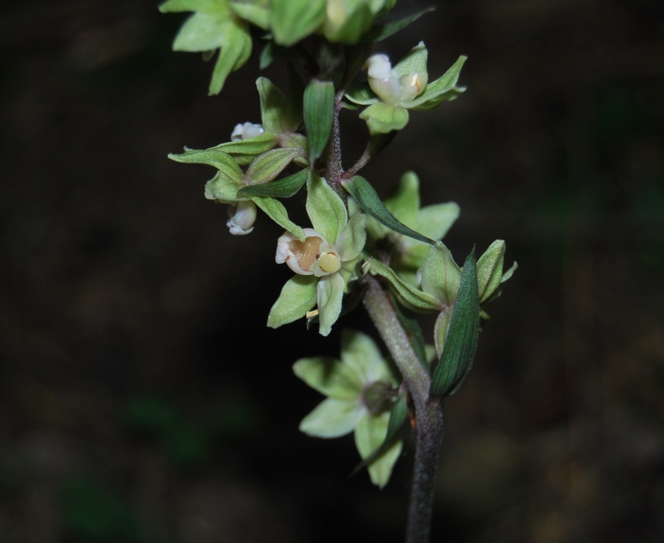 Epipactis purpurata